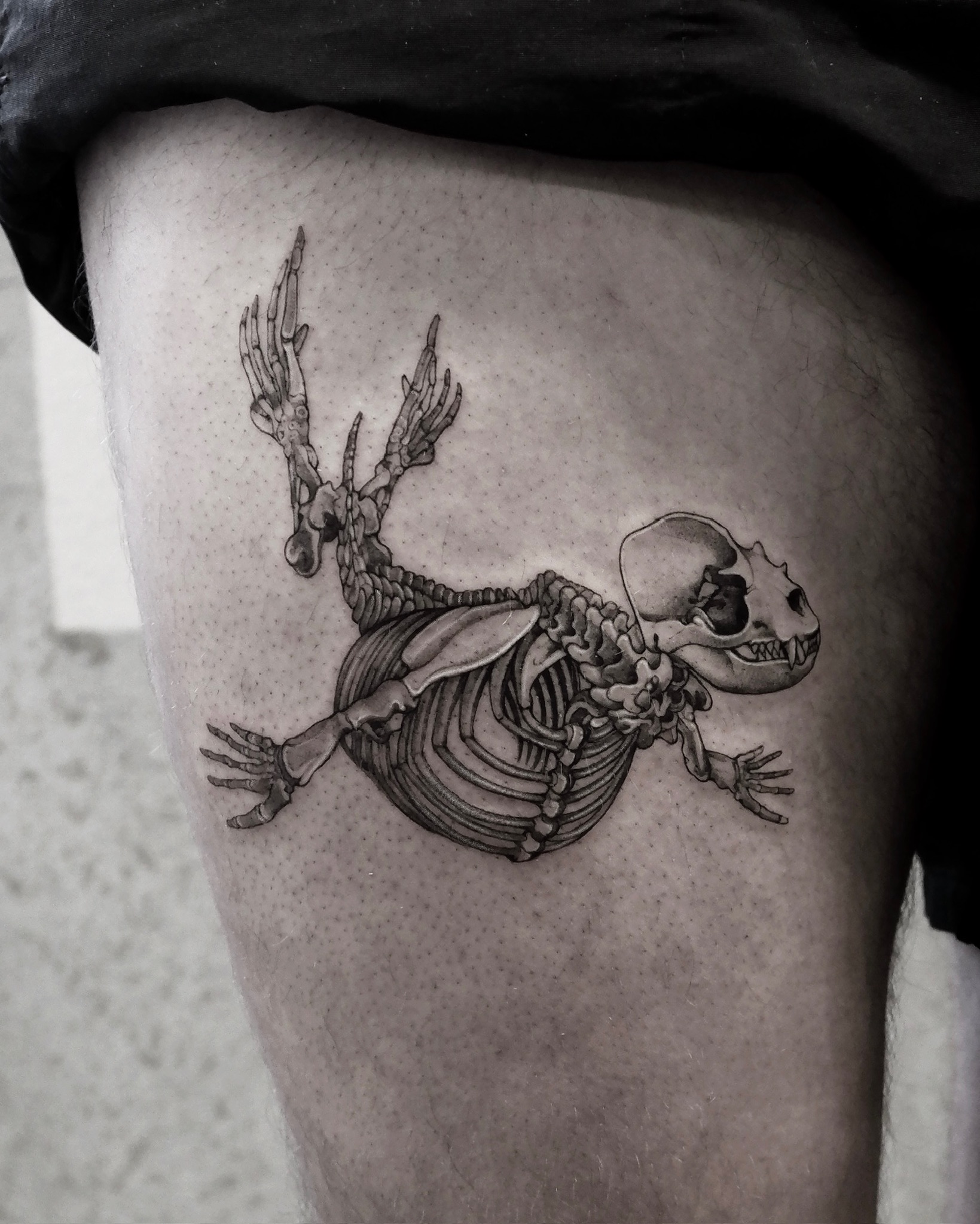 Sea Lion Skeleton - Black and Grey Tattoo by San Francisco Tattoo Artist ZKINK