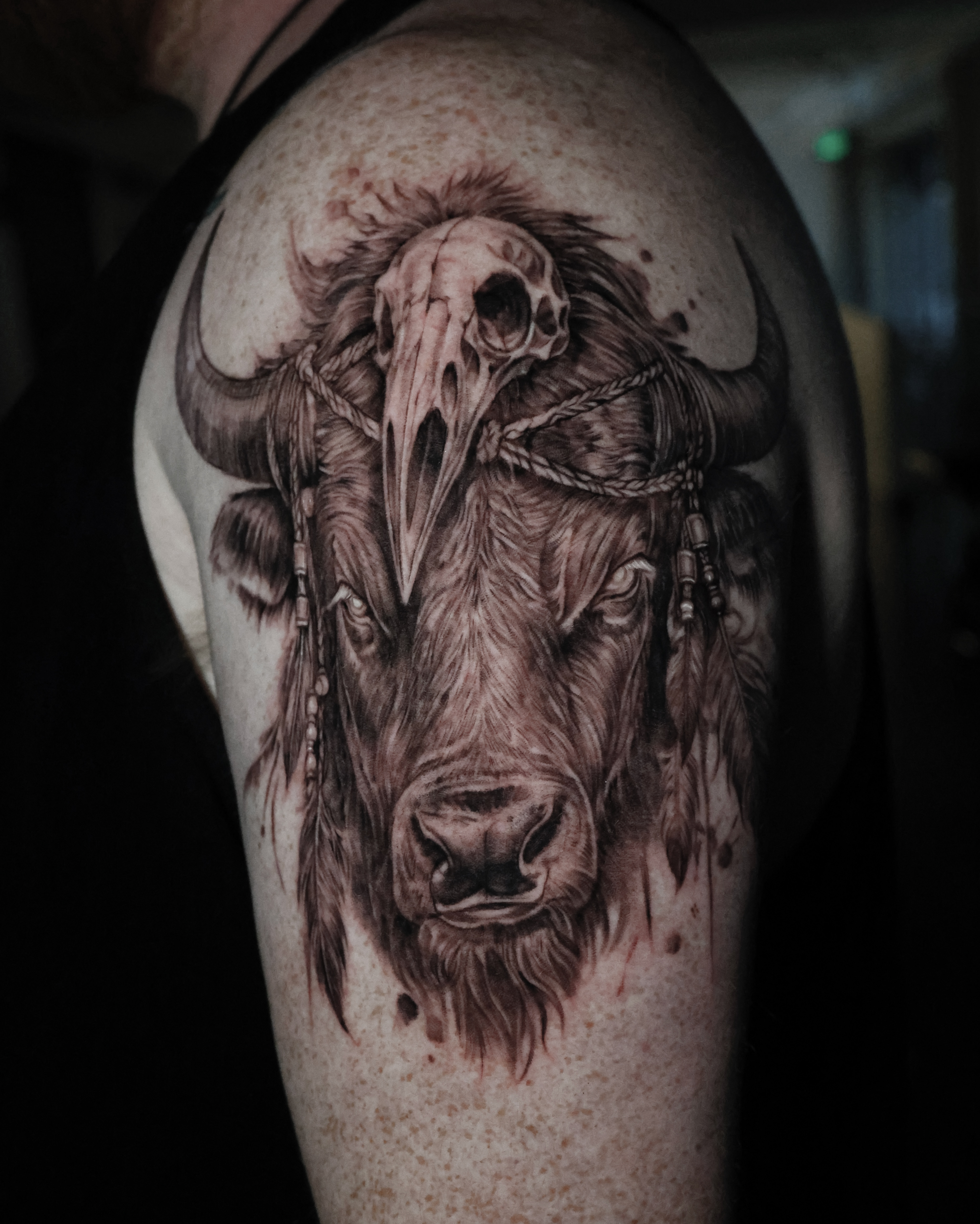 Bison